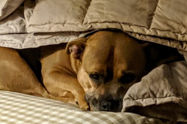 Miss Lady Bug is looking for a new home!