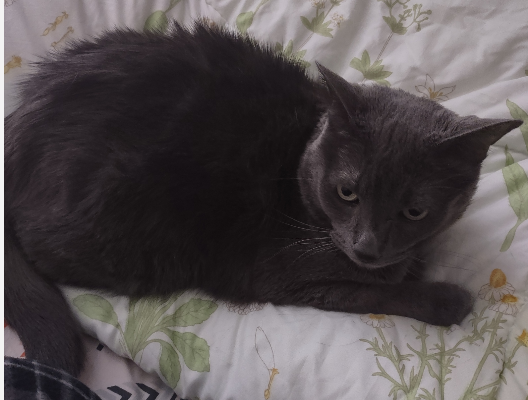 Fred the cat’s permanent new rehoming
