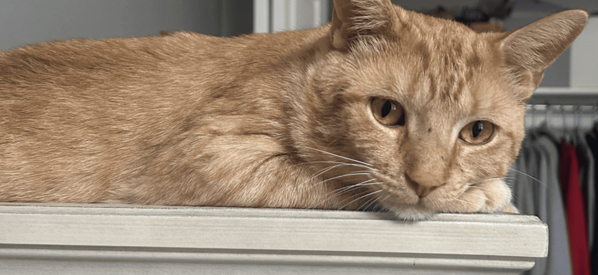 Sunny loves his human’s attention and will cuddle up with you all day!