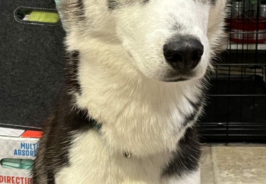 Husky Love