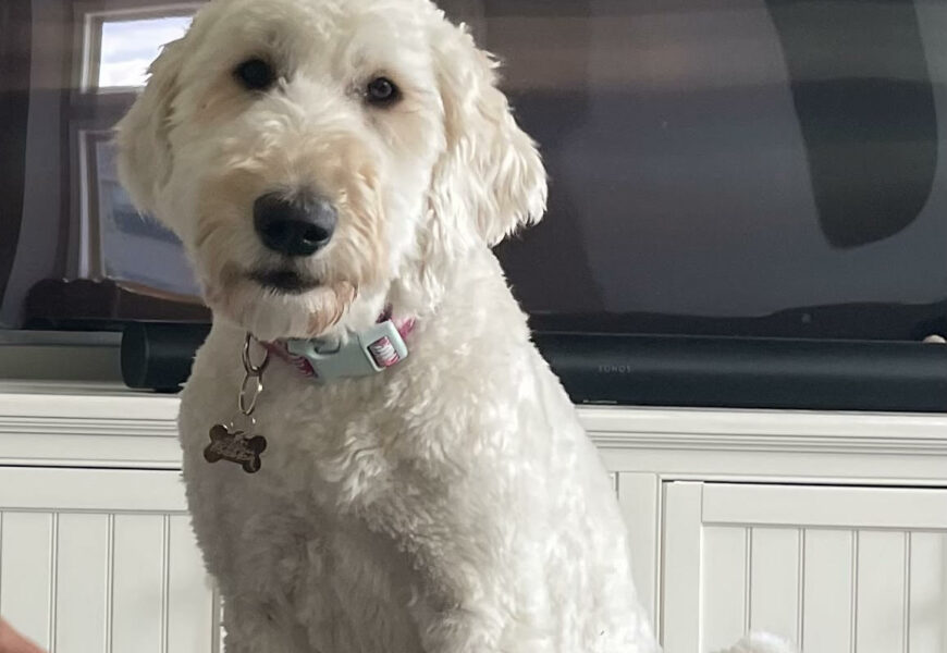 Playful pup with a few behavior challenges