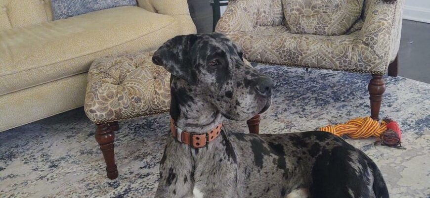 Great Dane needs New Home