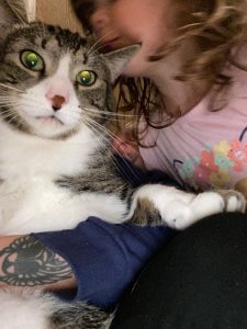 Sweet Cat Nigel Needs to Be Rehomed