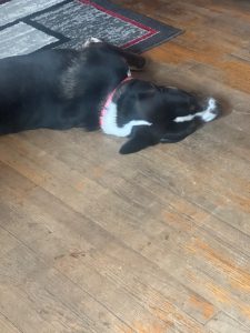 Copper Pops Needs a New Home