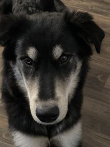 5-month-old Husky Mix Needs a Great Home