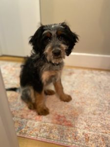 Springerdoodle puppy looking for home