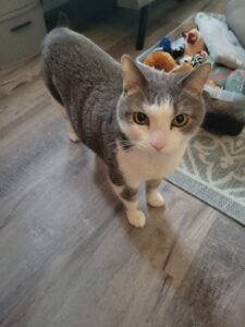 Awesome, Well-Mannered Cat That Acts Like a Dog