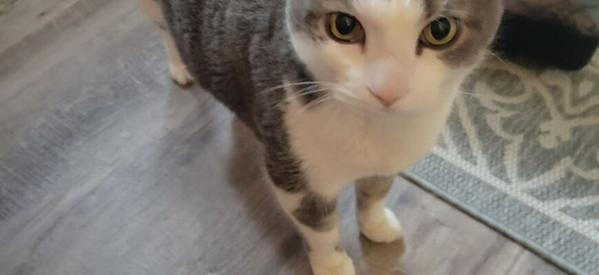 Awesome, Well-Mannered Cat That Acts Like a Dog