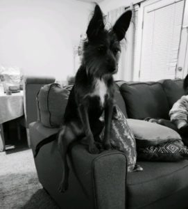 A pup needing a little patience and a lot of love!