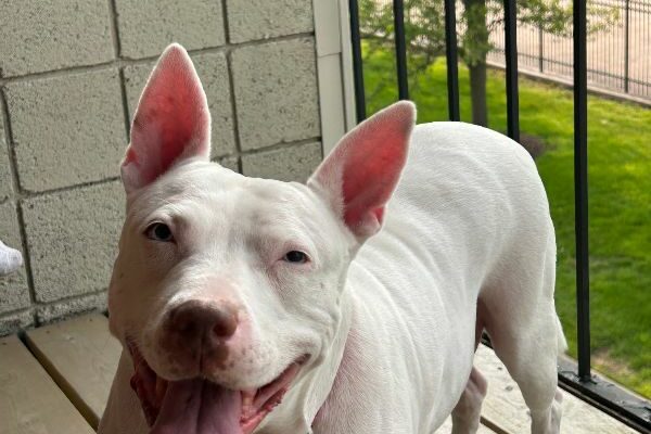 Princess Piggy