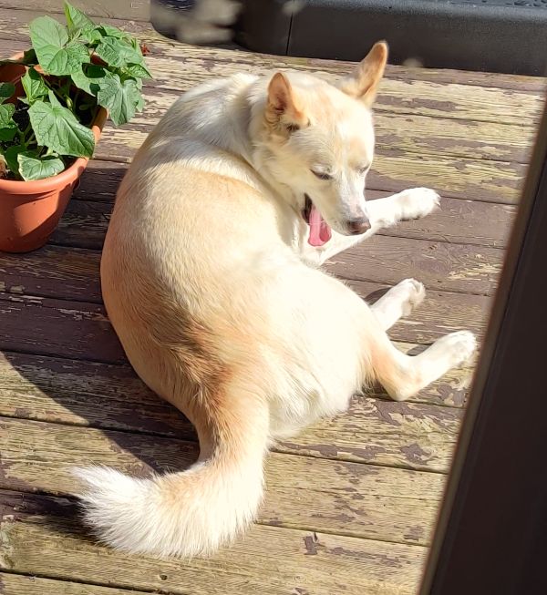 Playfully Energetic Husky/Shepherd