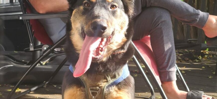 Rehoming Bruno