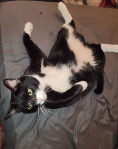Finding a loving home for Leo!