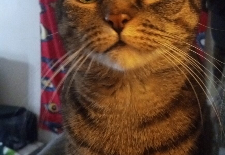 Sweet torbie looking for new retirement home