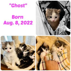 Baby Girl "Ghost"