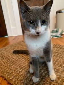 From the Streets to the Plush Life Indoors - Are you Junior's Forever Home?