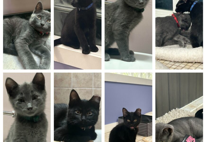 4 kittens for adoption. Need new forever home . No adoption fee.