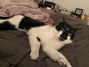Milo-Domestic Short Hair