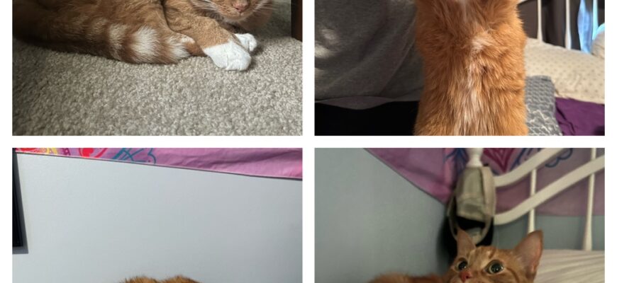 Rehoming My Two Sweet Girls