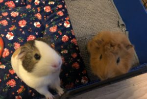 Two Bonded Guinea Pig Males Chickpea and Pinto