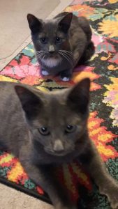 Bundle of Love and Fur