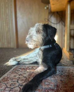 Sweet Terrier Mix Looking for Furever Home