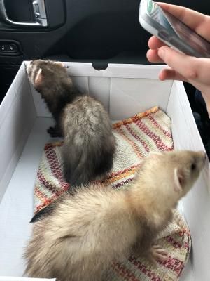 2 Ferrets - HSHV 2 Ferrets - HSHV