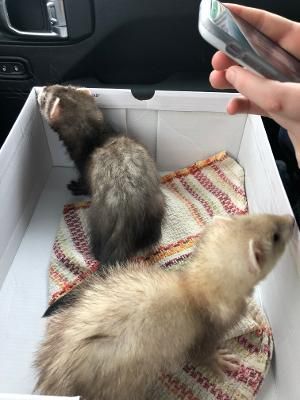 2 Ferrets