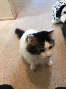 Sweet 3-Legged Outdoor/Indoor Kitty