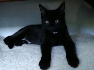 Beautiful Kitten Looking for His Forever Home