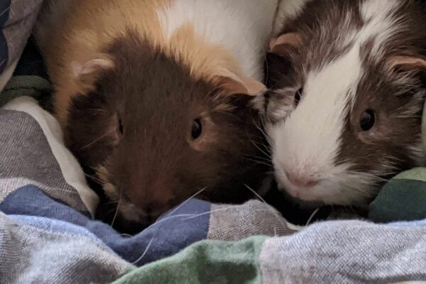 Two Male Guinea Pigs Looking for a Home
