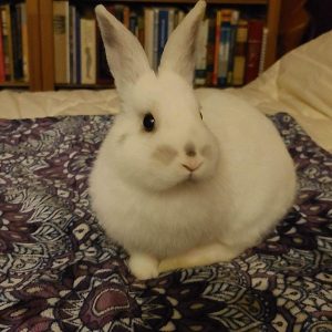 Fluffy Bunny Needs a loving home.