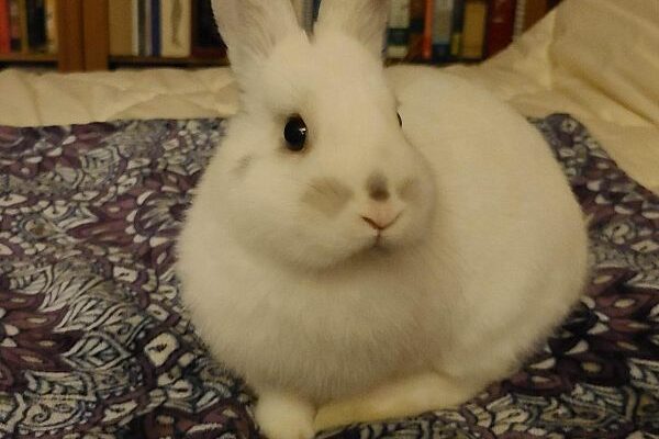 Fluffy Bunny Needs a loving home.