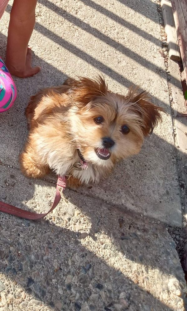 Adorable Female Yorkie