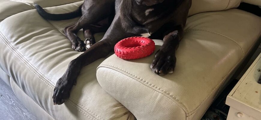 Black lab terrier dog in need of loving home with no other pets
