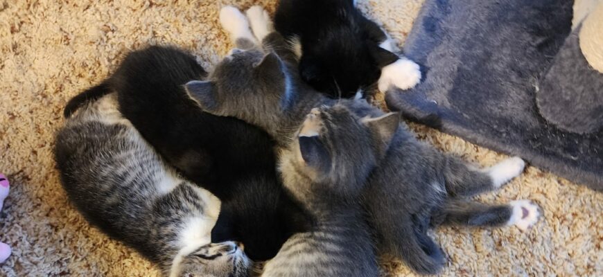 Cuteness Overload