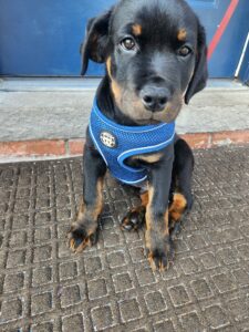 Rottweiler Puppy Rehoming (Male)