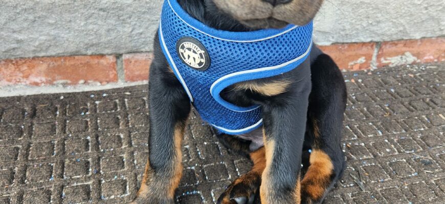 Rottweiler Puppy Rehoming (Male)