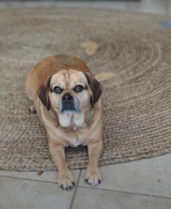 Roxie needs a new owner.