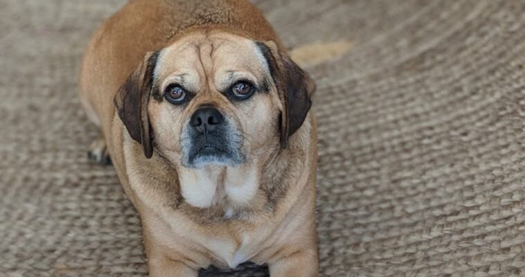 Roxie needs a new owner.