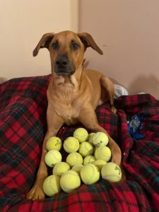 Riley is looking for active home without little kiddos!