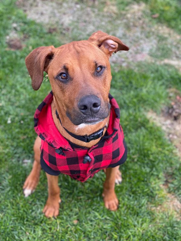 Your Next Furever Pal
