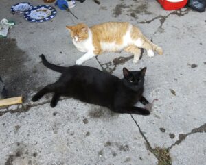 Bonded Barn Cats