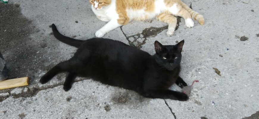 Bonded Barn Cats