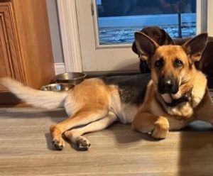 2-Year-Old German Shepherd