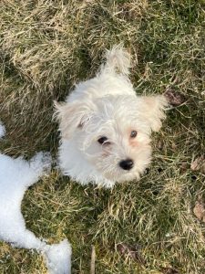 Shorkie Poo Pup