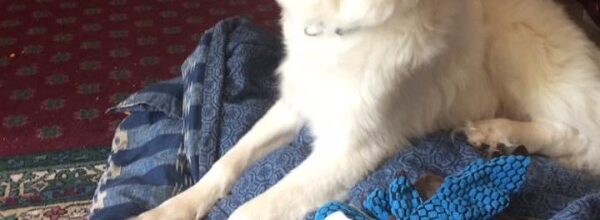 The dog we didn’t know we needed!