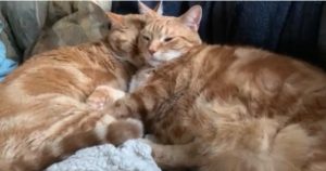 Orange Cat Brothers Rule the House