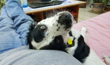 Spaniel rescue melts hearts