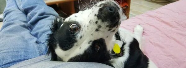 Spaniel rescue melts hearts